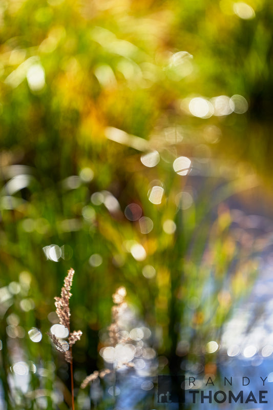 Beaver Pond II