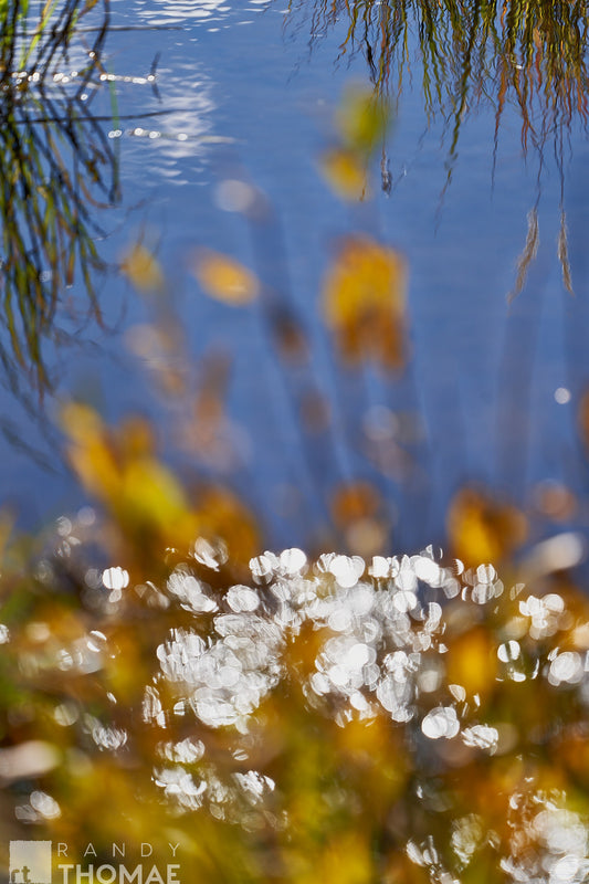 Beaver Pond I