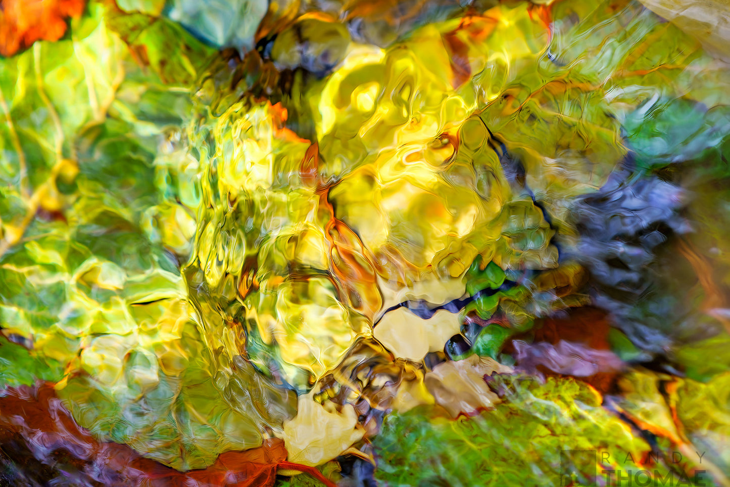 Fall Leaves, Water