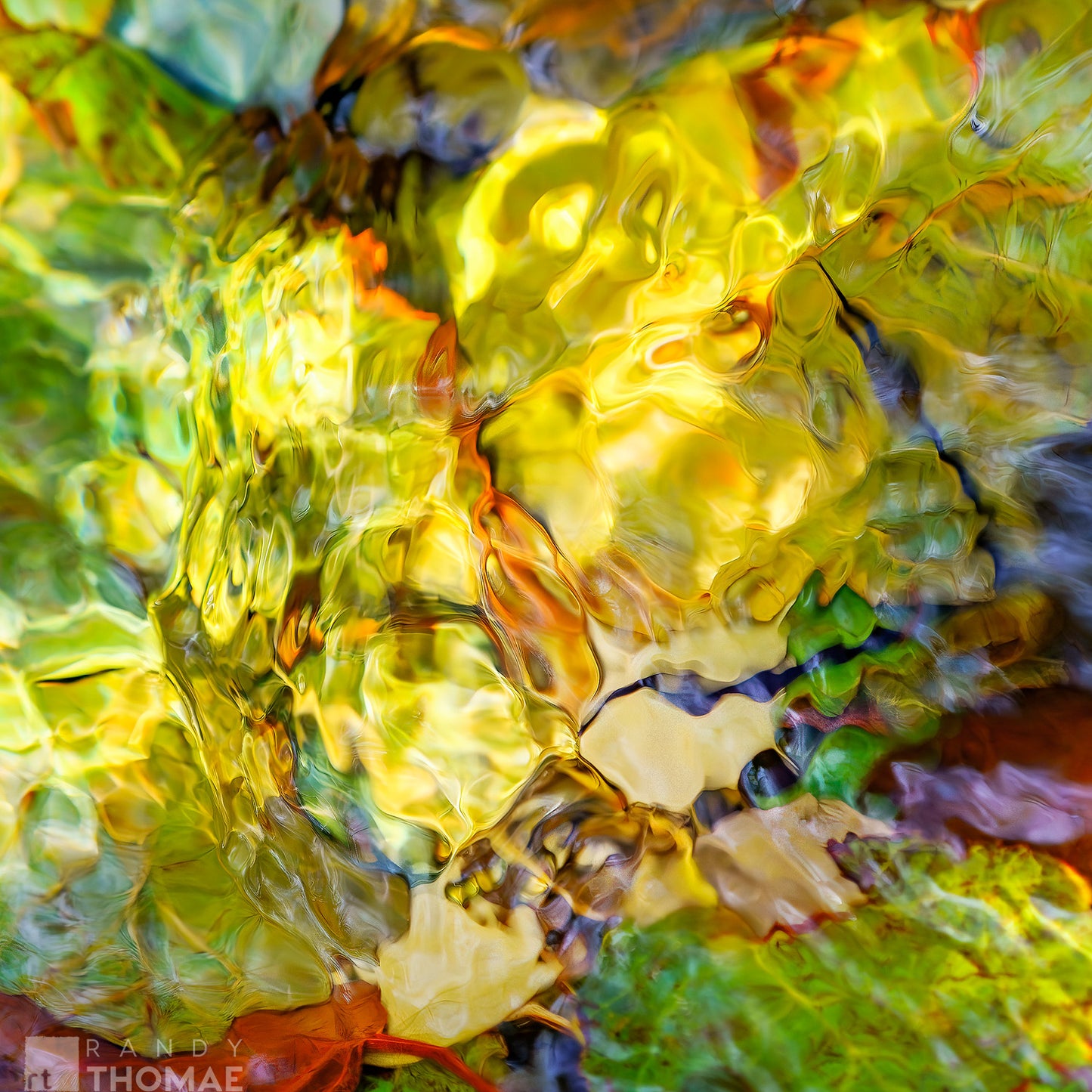 Fall Leaves, Water Window I (Local Pick-up)